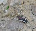 Cylindera_paludosa_bg4947