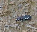 Cylindera_paludosa_bg4960