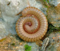 Cylindroiulus_punctatus_ae2634