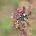 Cylindromyia_brassicaria_ag1240