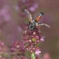 Cylindromyia_brassicaria_ag1242