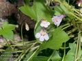 Cymbalaria_muralis_11569