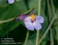 Cymbalaria_muralis_11570