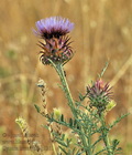Cynara_humilis_bg5311