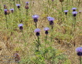 Cynara_humilis_bg6694