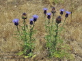 Cynara_humilis_bg6701