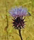 Cynara_humilis_bg6705