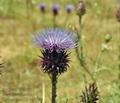 Cynara_humilis_bg6706