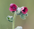 Cynoglossum_officinale_ak7199
