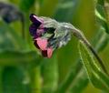 Cynoglossum_officinale_jd8020