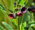 Cynoglossum_officinale_jd8021