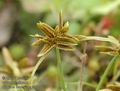 Cyperus_flavescens_a4754