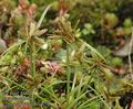 Cyperus_flavescens_a4758