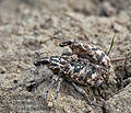 Cyphocleonus_dealbatus_bf0312