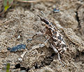 Cyphocleonus_dealbatus_bf0314