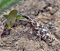 Cyphocleonus_dealbatus_bf0322