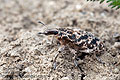 Cyphocleonus_dealbatus_bf0328