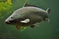 Cyprinus_carpio_bx0761