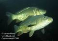 Cyprinus_carpio_f7840