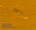 Cyprinus_carpio_fc7621