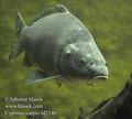 Cyprinus_carpio_fd2146