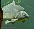 Cyprinus_carpio_ma8814