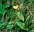 Cypripedium_calceolus_4719