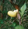 Cypripedium_calceolus_4720