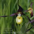 Cypripedium_calceolus_ak4532