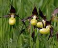 Cypripedium_calceolus_ak4538