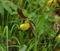 Cypripedium_calceolus_br6873