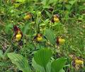 Cypripedium_calceolus_br6877