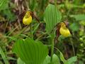 Cypripedium_calceolus_br6881