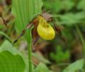 Cypripedium_calceolus_br6884