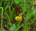 Cypripedium_calceolus_br6892