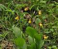 Cypripedium_calceolus_br6951