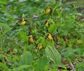 Cypripedium_calceolus_br6965