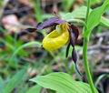 Cypripedium_calceolus_br6976