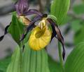 Cypripedium_calceolus_br7202