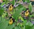 Cypripedium_calceolus_br7209