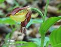 Cypripedium_calceolus_da6158