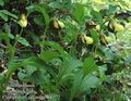 Cypripedium_calceolus_da6372