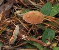 Cystoderma_granulosum_bp3271