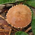 Cystoderma_granulosum_bp3283