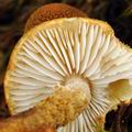 Cystoderma jasonis bi0459