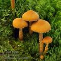 Cystoderma jasonis bi6836