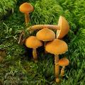 Cystoderma jasonis bi6840