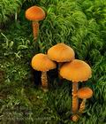 Cystoderma jasonis bi6844