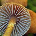 Cystoderma jasonis bi6861