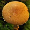 Cystoderma jasonis bi6863